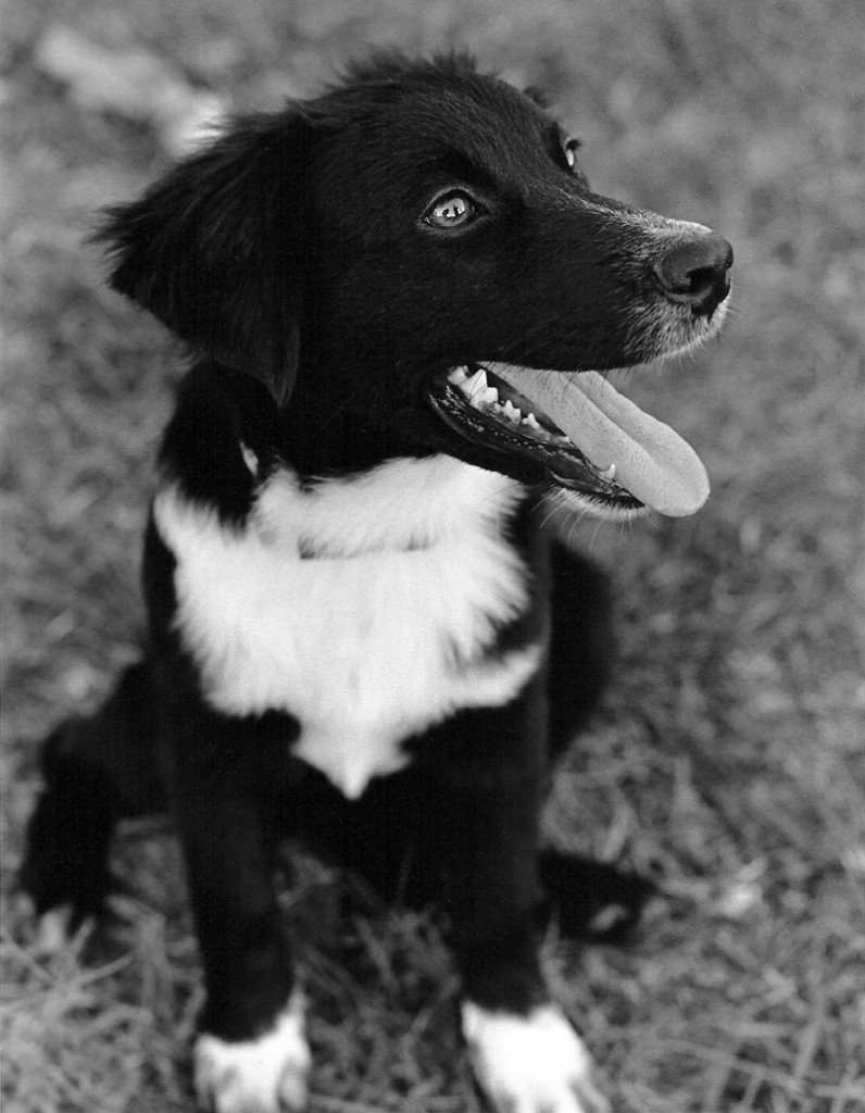 Portrait of a dog from San Diego film photographer Lauren Nygard