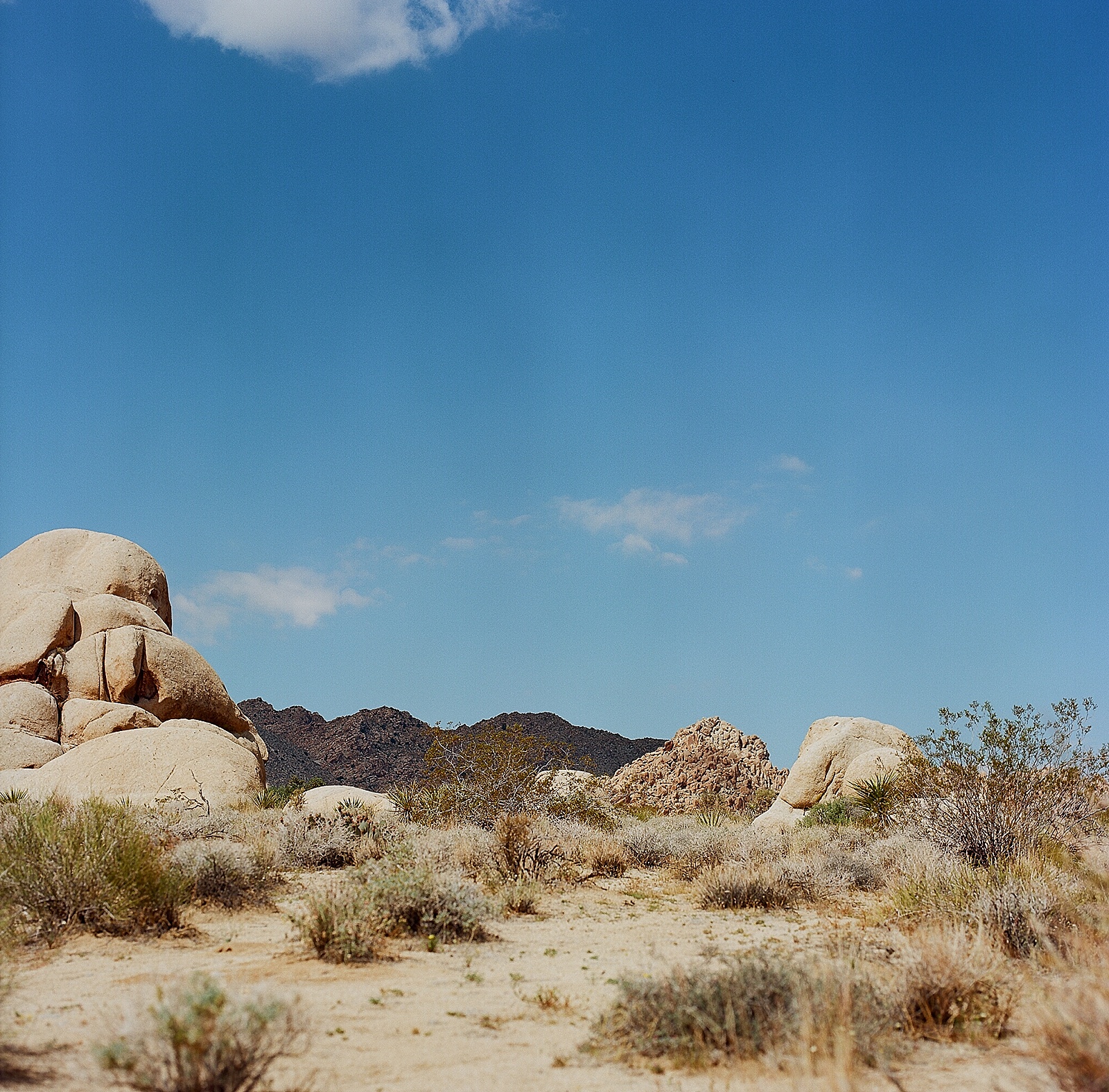 Joshua Tree landscape photography on Ektar film by San Diego portrait photographer Lauren Nygard